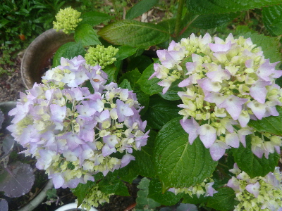 母の日のアジサイ