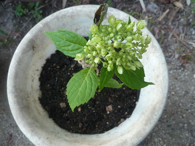 紫陽花の鉢上げ