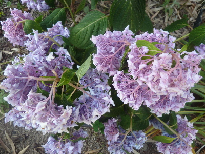 しょぼくれたアジサイ