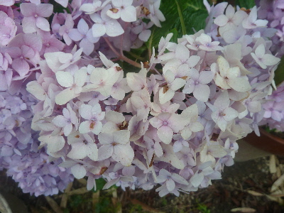 色あせたアジサイ