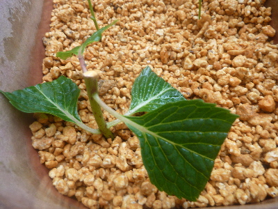 赤玉土アジサイ