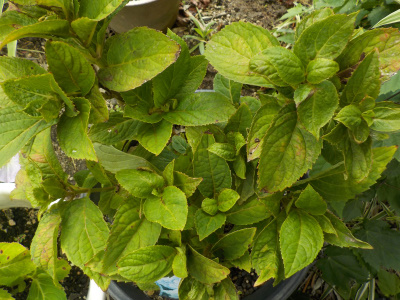 花の咲かない四季咲きアジサイ