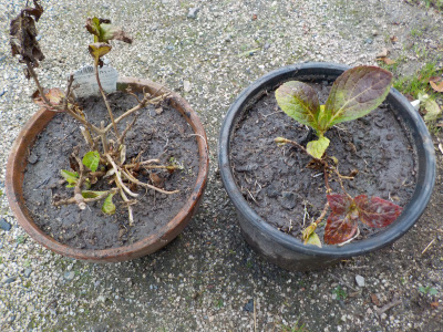 アジサイの植え替え