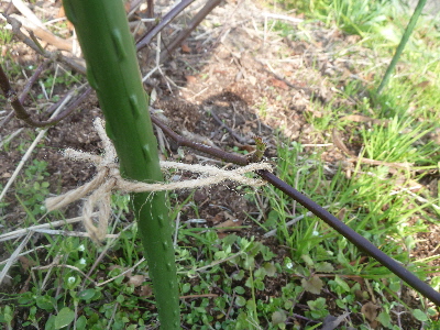 ブラックベリーの棚作成