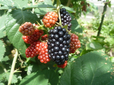 ブラックベリーはジャム