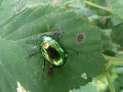 光るコガネムシ