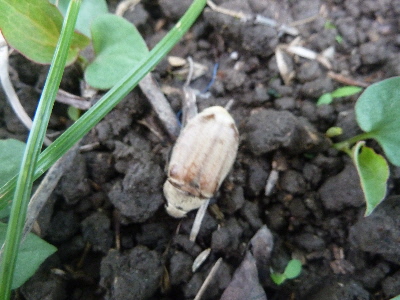 動きの遅いカナブン