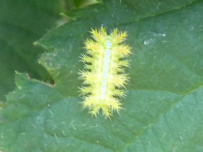 イラガの毒は要注意