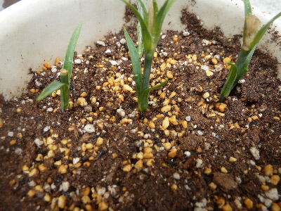 カーネーションの挿し芽