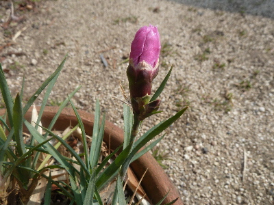 春先のカーネーション