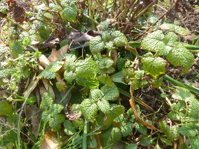 越冬するレモンバーム