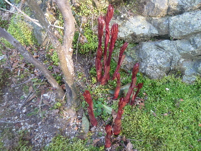 地面から赤い手