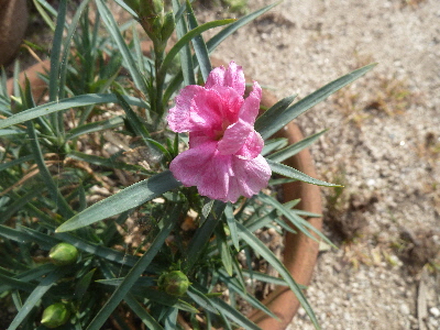 1番カーネーション