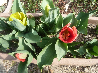 地味なチューリップ