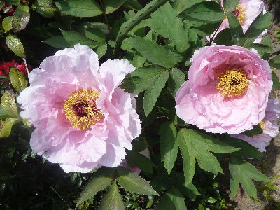 ピンクのボタン