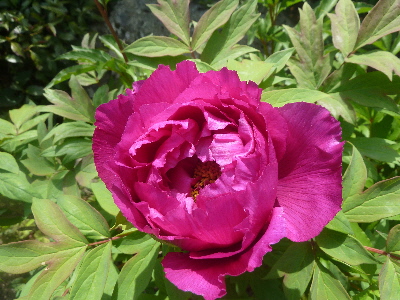 赤いシャクヤク