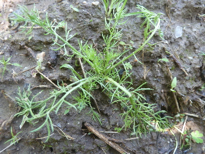 カモミールの妖精