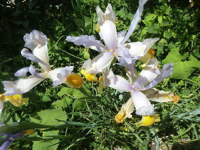 アイリスは菖蒲と違う。