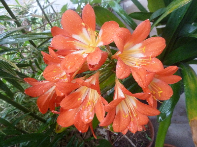 クンシランは欄じゃない。