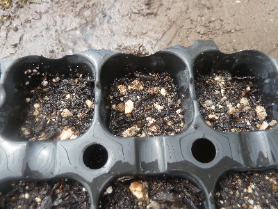 パセリの種まき