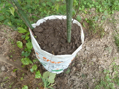 ムカゴの簡単栽培