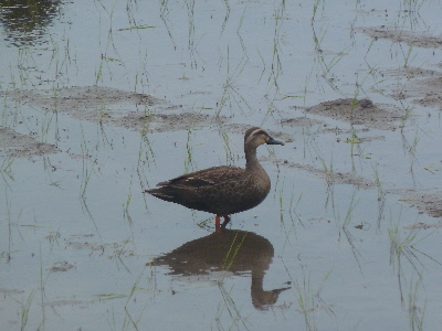 田んぼのカルガモ