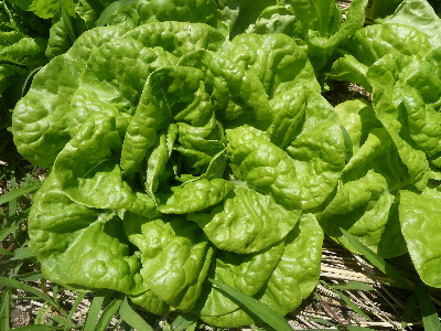 レタス盛りだくさん