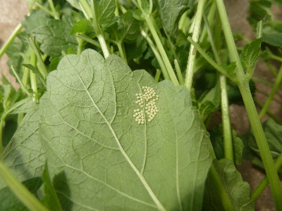 レモンバームと卵