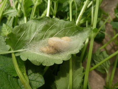 レモンバームと害虫