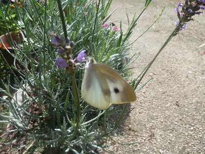 ラベンダーとモンシロチョウ