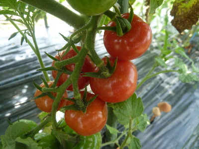 薄皮トマトはぬるいとスパイシー