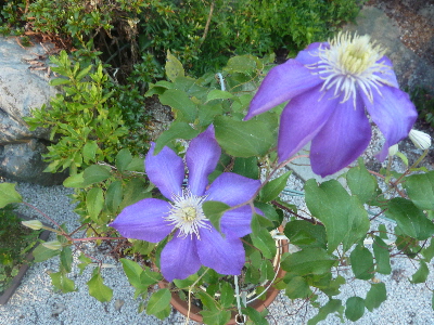 7月のクレマチスの花