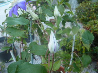 7月のクレマチスの蕾