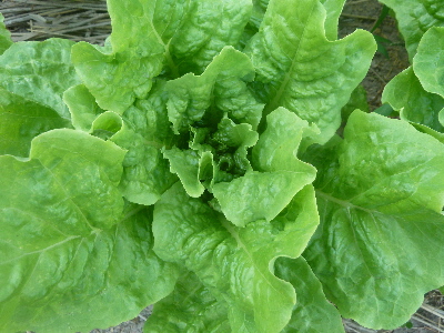 カンチェ　夏サラダ