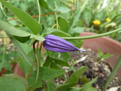 8月に咲くクレマチス