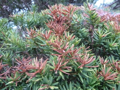 枯れそうな庭木