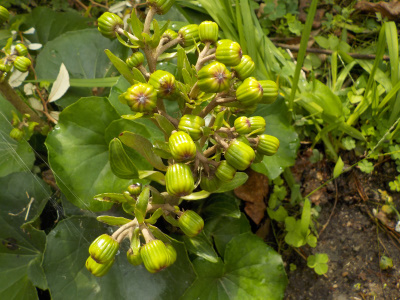 蕾の多いツワブキ