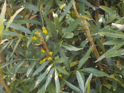 細葉柊南天はスズメバチの楽園