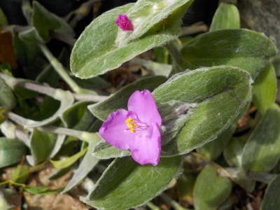 名前を知らない花