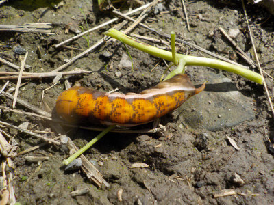 茶色くて大きい芋虫