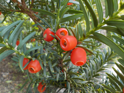 イチイの毒に気を付けましょう