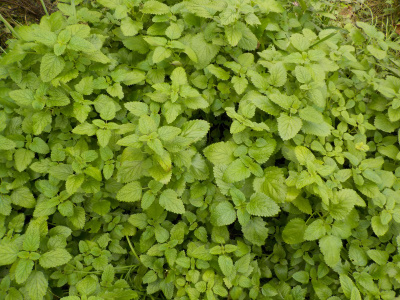 廃棄処分のレモンバーム