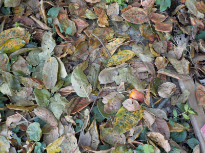 柿の枯葉