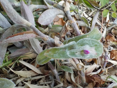 トラデスカンチアって変な名前