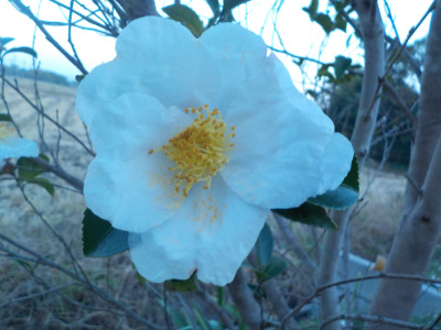 夕方のサザンカ