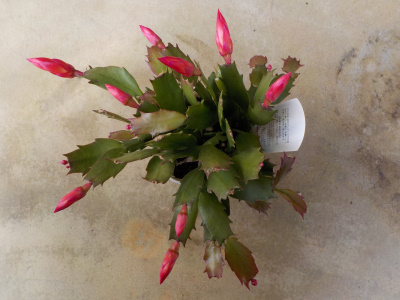 オランダカクタス　デンマークカクタス　イタリアンカクタス　ベルギーカクタス