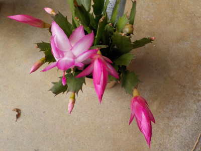 カクタス　デンマーク