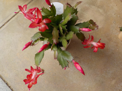 ジャコババサボテン