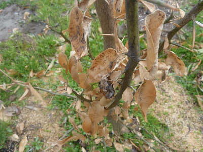 枯れそうなグレープフルーツ