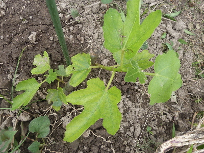 イチジクの地植え